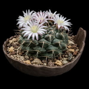 Mammillaria boelderliana - 5 Seed Pack
