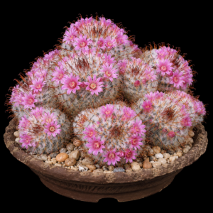 Mammillaria bombycina - Silken Pincushion Cactus - 5 Seed Pack
