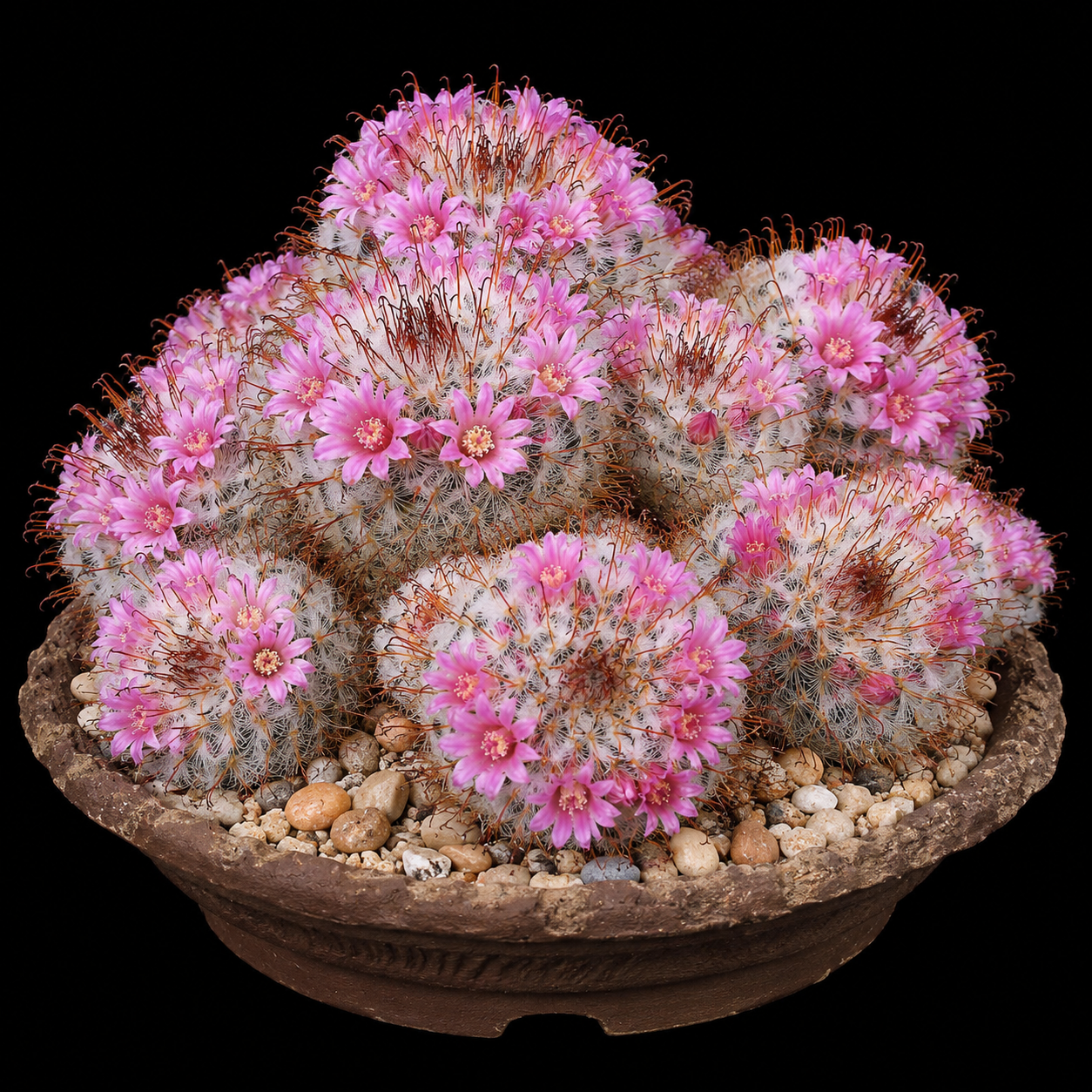Mammillaria bombycina - Silken Pincushion Cactus - 5 Seed Pack