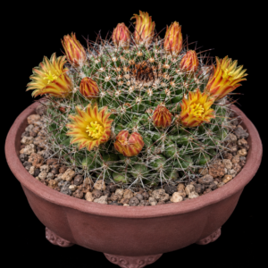 Mammillaria brandegeei - 5 Seed Pack