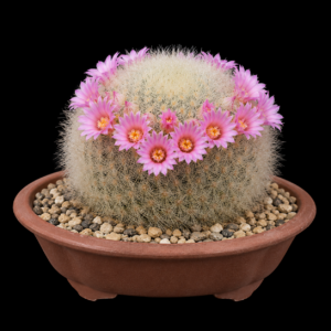 Mammillaria carmenae - 5 Seed Pack