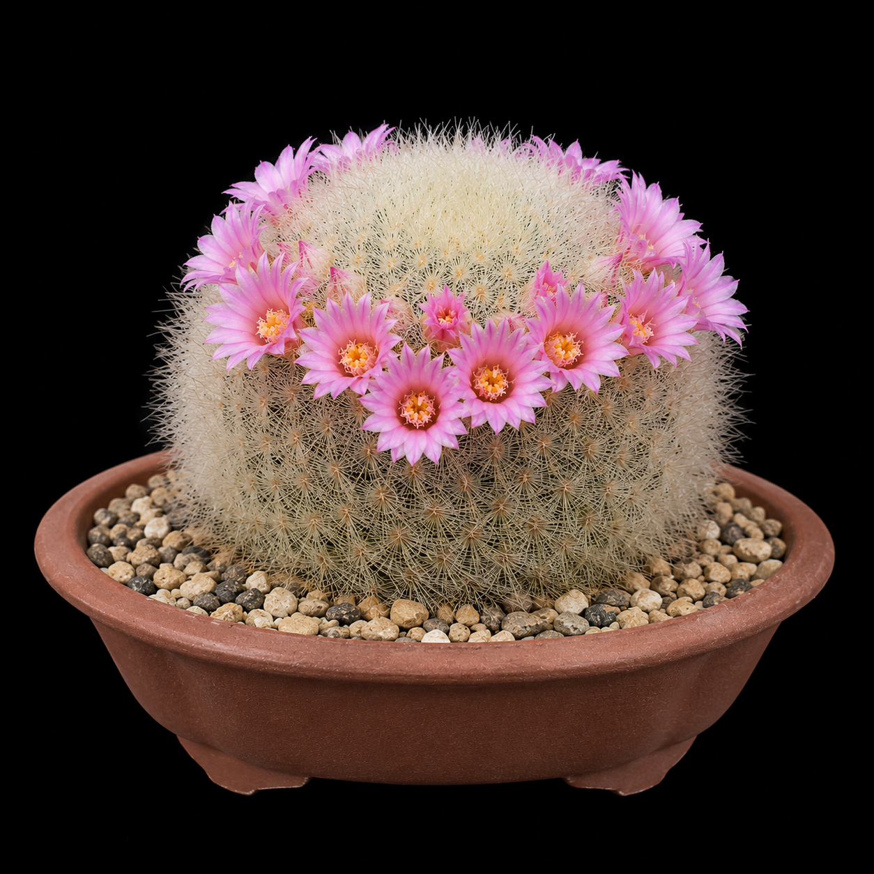 Mammillaria carmenae - 5 Seed Pack