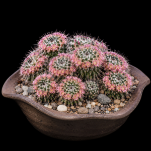 Mammillaria carnea - 5 Seed Pack