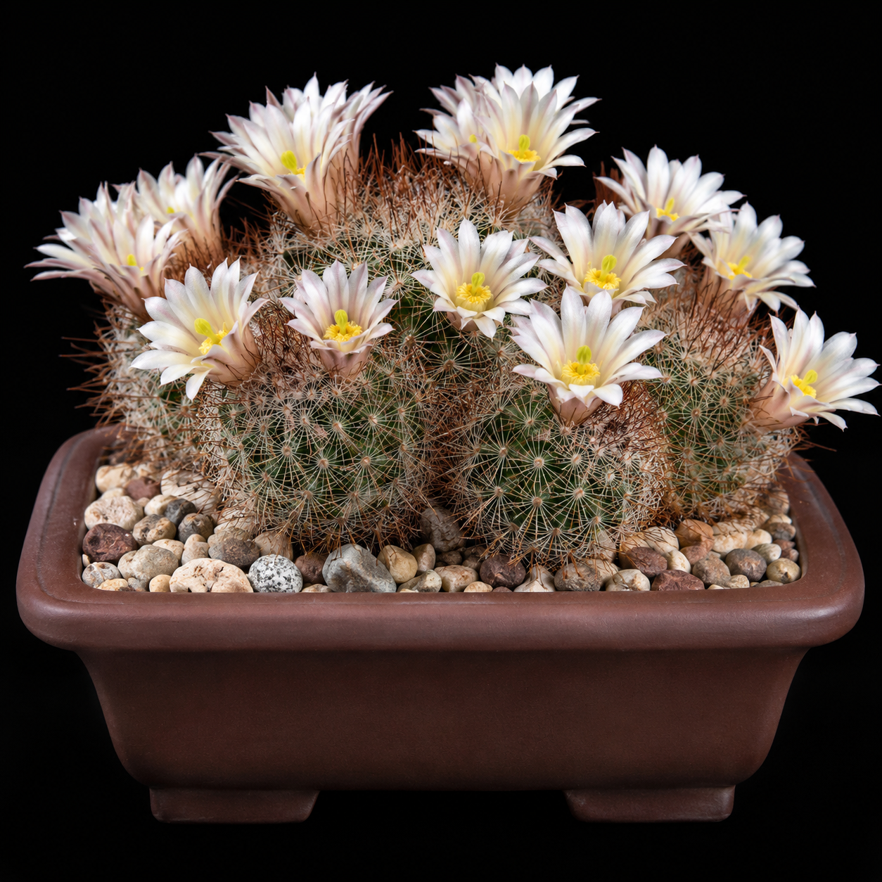 Mammillaria carretii - 5 Seed Pack