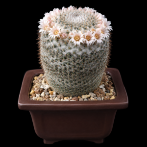 Mammillaria chionocephala - 5 Seed Pack