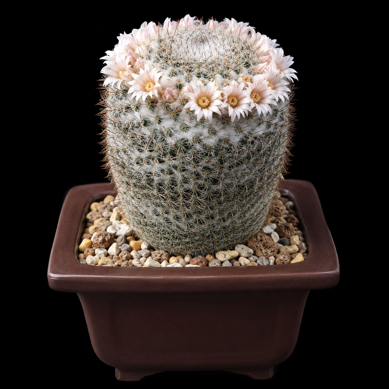 Mammillaria chionocephala - 5 Seed Pack