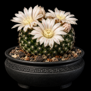 Mammillaria coahuilensis - 5 Seed Pack