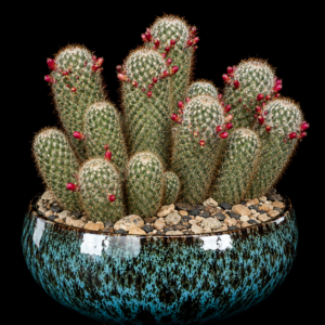 Mammillaria columbiana ssp. columbiana - 5 Seed Pack