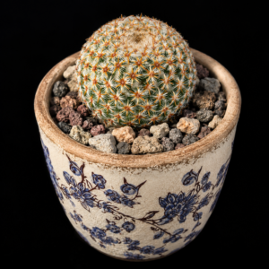 Mammillaria crucigera ssp. crucigera - 5 Seed Pack