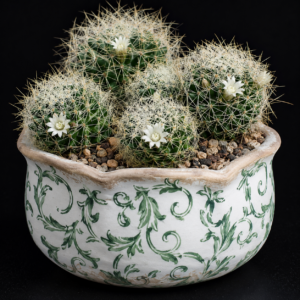 Mammillaria decipiens - Bird’s Nest Mammillaria - 5 Seed Pack