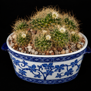 Mammillaria decipiens ssp. albescens - 5 Seed Pack