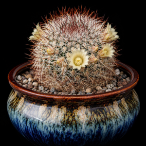Mammillaria densispina - 5 Seed Pack