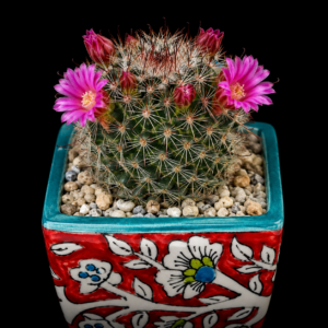 Mammillaria duoformis - 5 Seed Pack