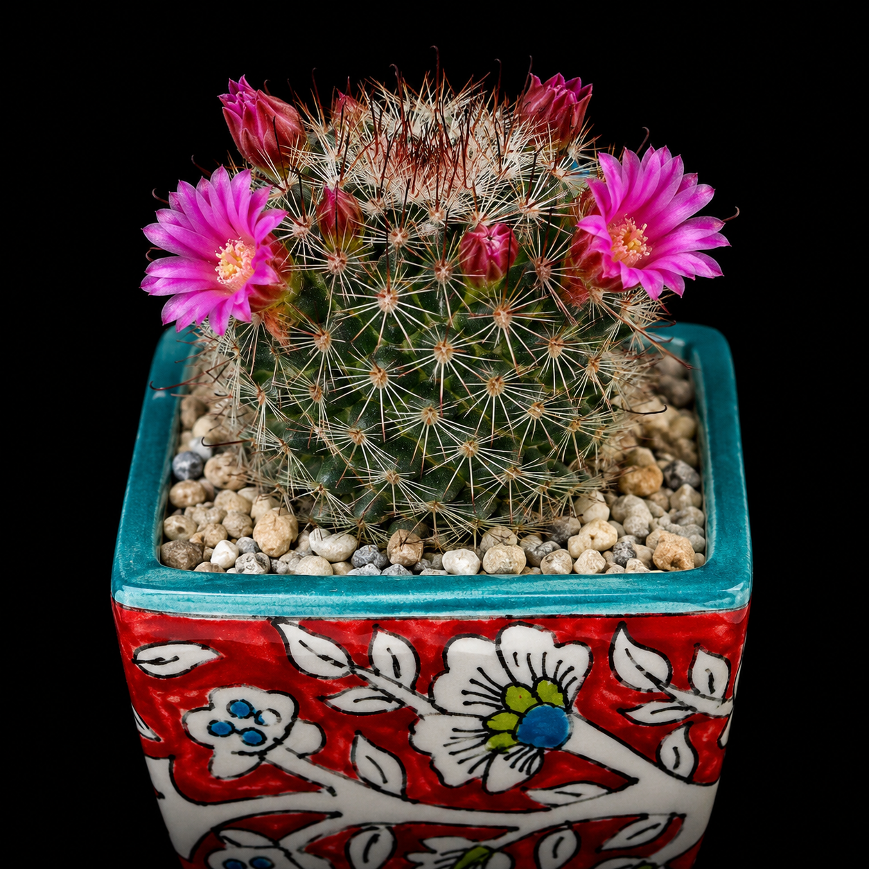 Mammillaria duoformis - 5 Seed Pack