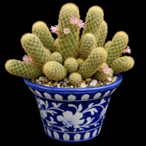 Mammillaria elongata - Ladyfinger Cactus, Golden Lace Cactus - 5 Seed Pack