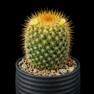 Mammillaria eriacantha - 5 Seed Pack