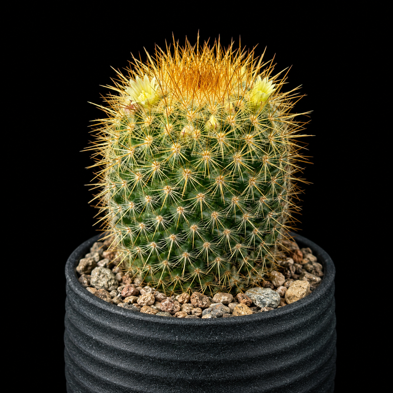 Mammillaria eriacantha - 5 Seed Pack