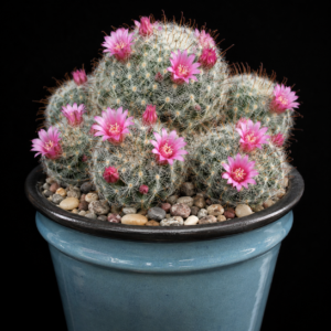 Mammillaria erythrosperma - 5 Seed Pack