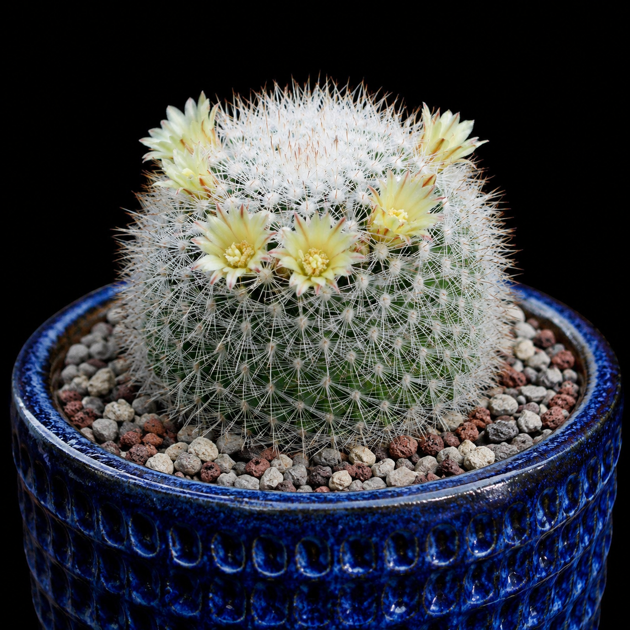Mammillaria evermanniana - 5 Seed Pack