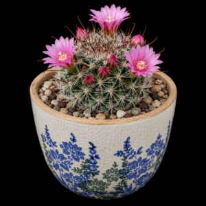 Mammillaria fittkaui - 5 Seed Pack