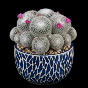 Mammillaria formosa ssp. microthele - 5 Seed Pack