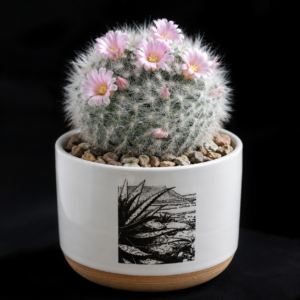 Mammillaria glassii - 5 Seed Pack