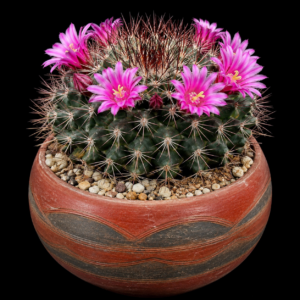 Mammillaria grusonii - 5 Seed Pack
