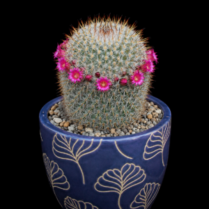 Mammillaria haageana ssp. acultzingensis - 5 Seed Pack