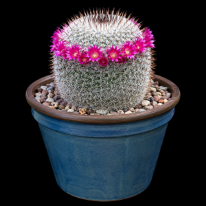 Mammillaria haageana ssp. conspicua - 5 Seed Pack