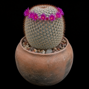 Mammillaria haageana ssp. vaupelii - 5 Seed Pack