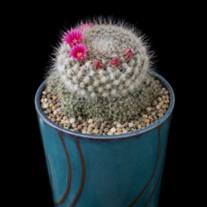 Mammillaria hahniana ssp. bravoae - 5 Seed Pack