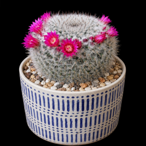 Mammillaria hahniana ssp. woodsii - 5 Seed Pack