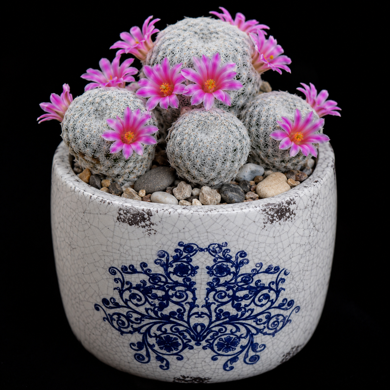 Mammillaria herrerae - 5 Seed Pack