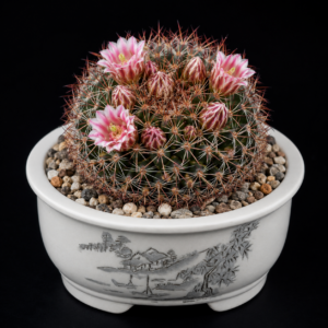 Mammillaria heyderi ssp. gummifera - 5 Seed Pack
