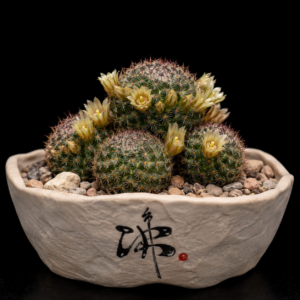 Mammillaria heyderi ssp. heyderi - 5 Seed Pack