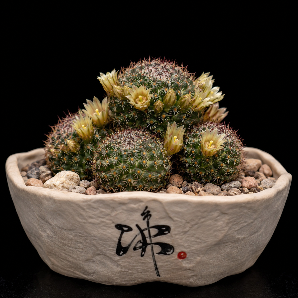 Mammillaria heyderi ssp. heyderi - 5 Seed Pack