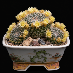 Mammillaria heyderi ssp. macdougalii - 5 Seed Pack