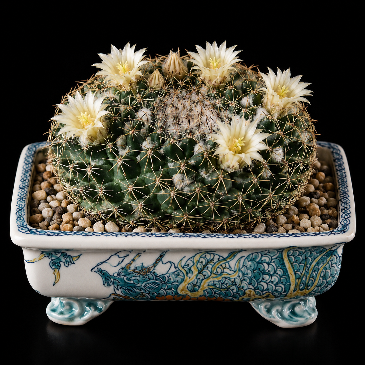 Mammillaria heyderi var. applanata - 5 Seed Pack
