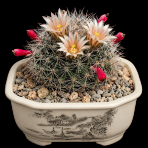 Mammillaria heyderi var. bullingtoniana - 5 Seed Pack