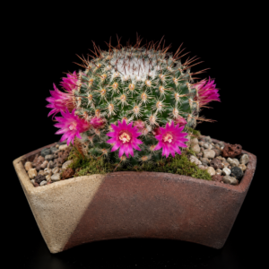 Mammillaria huitzilopochtli ssp. huitzilopochtli - 5 Seed Pack