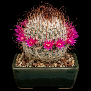Mammillaria huitzilopochtli ssp. niduliformis - 5 Seed Pack