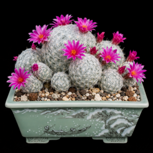 Mammillaria humboldtii - 5 Seed Pack