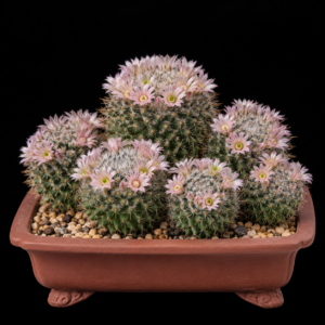 Mammillaria johnstonii - 5 Seed Pack