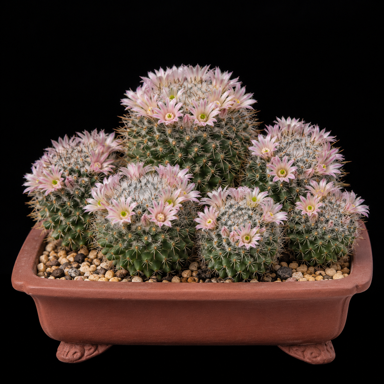 Mammillaria johnstonii - 5 Seed Pack