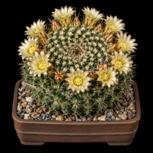 Mammillaria karwinskiana - 5 Seed Pack
