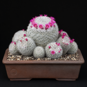 Mammillaria klissingiana - 5 Seed Pack