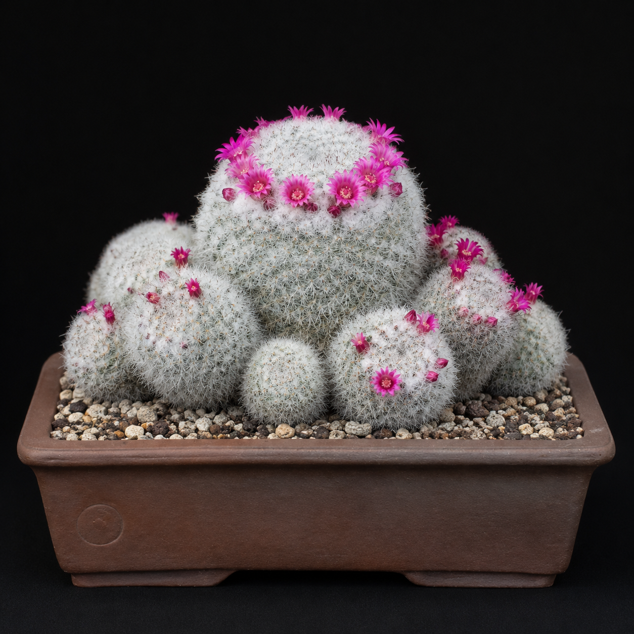 Mammillaria klissingiana - 5 Seed Pack