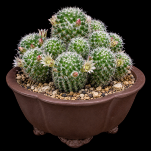 Mammillaria knippeliana - 5 Seed Pack