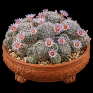 Mammillaria lasiacantha - 5 Seed Pack