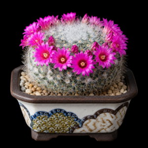 Mammillaria laui - 5 Seed Pack